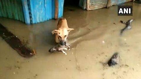 'മാതൃത്വത്തിന്റെ വില', വെളളപ്പൊക്കത്തില്‍ കുഞ്ഞിനെ കടിച്ചുപിടിച്ച് ഓടുന്ന നായ ( വീഡിയോ)