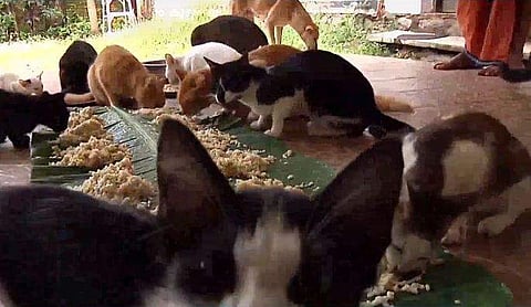 ഇലയിട്ട് 22 പൂച്ചകള്‍ക്ക് മീന്‍സദ്യ, പിന്നാലെ നായ്ക്കള്‍ക്കും; ഹരിപ്രസാദിന്റെ മൃഗസ്‌നേഹത്തിന് രണ്ടു പതിറ്റാണ്ട് 