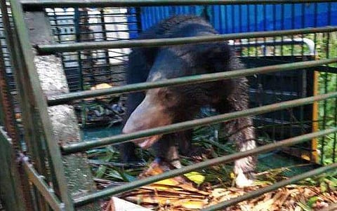 ഭീതി പരത്തിയത് മാസങ്ങളോളം; ഒടുവിൽ കരടി കെണിയിൽ വീണു