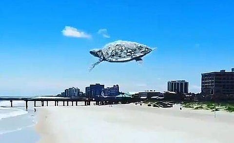 കടല്‍ത്തീരത്ത് 'പറക്കുന്ന ആമ', കൈകാലുകള്‍ വീശി വായുവില്‍ കുതിച്ചുയര്‍ന്നു, അമ്പരപ്പ് ( വീഡിയോ)