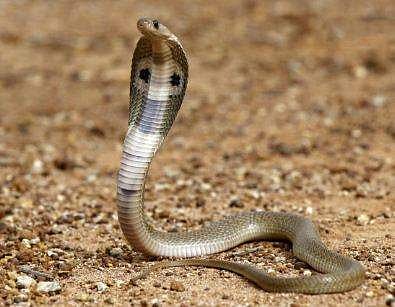 പാമ്പ് കോടതിയിൽ; 'വധ ശിക്ഷ' നടപ്പാക്കി