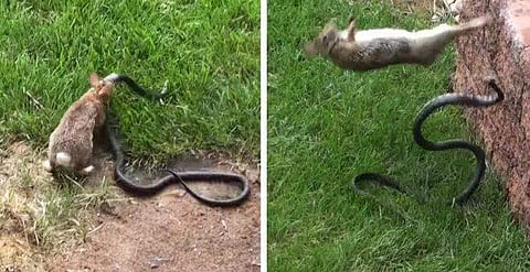 കുഞ്ഞിനെ രക്ഷിക്കാന്‍ അമ്മ മുയലിന്റെ 'പൊരിഞ്ഞ പോരാട്ടം'; പാമ്പിനെ വിടാതെ പിന്തുടര്‍ന്ന് ആക്രമണം (വീഡിയോ)