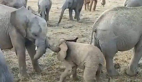 കൊമ്പന്റെ മസ്തകത്തില്‍ ഇടിച്ച് കുറുമ്പ് കാട്ടി കുട്ടിയാന, വീഡിയോ വൈറല്‍