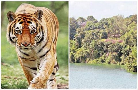 നെയ്യാര്‍ഡാമില്‍ നിന്ന് ചാടിപ്പോയ കടുവയെ കണ്ടെത്തി