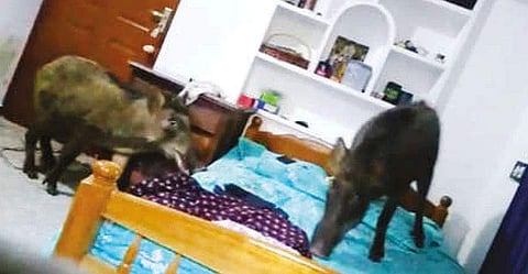 കാട്ടുപന്നികൾ കിടപ്പുമുറിയിലേക്ക് ഓടിക്കയറി, കുത്തിമറിച്ച് നശിപ്പിച്ചത് മണിക്കൂറുകൾ, വെടിവച്ചു കൊന്നു