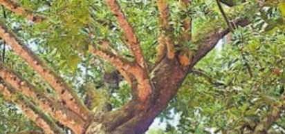 300 വര്‍ഷത്തിലധികം പഴക്കം, ലോകത്തിലെ തന്നെ ഏക മരം കൊല്ലത്ത്; മധുരമുളള പൂക്കളുമായി 'കാവിലിപ്പ'