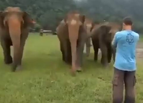 ദൂരെ നിന്ന് തന്നെ മുന്‍ 'പാപ്പാനെ' തിരിച്ചറിഞ്ഞു, കൂട്ടത്തോടെ ഓടിവരുന്ന ആനകള്‍, സ്‌നേഹ പ്രകടനം (വീഡിയോ)