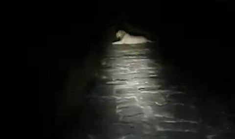 രാത്രിയില്‍ വീട്ടിലേക്ക് മടങ്ങവേ നടുറോഡില്‍ സിംഹം, പിന്നെ സംഭവിച്ചത് ( വീഡിയോ)