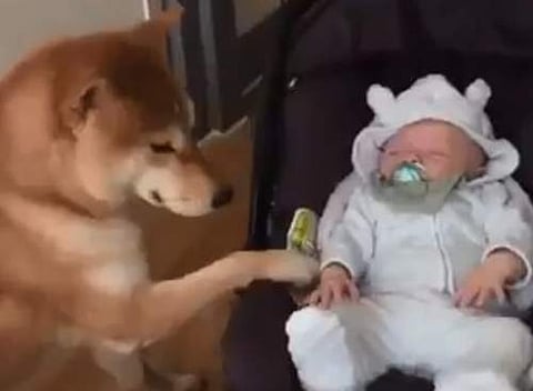 തൊട്ടിലില്‍ കുഞ്ഞ്, ആട്ടി ഉറക്കുന്ന പട്ടി, സ്‌നേഹപ്രകടനം ( വീഡിയോ) 