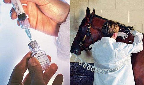 കോവിഡ് ചികിത്സയ്ക്ക് കുതിരകളിലെ ആന്റിബോഡി; ക്ലിനിക്കല്‍ ട്രയലിന് അനുമതി 