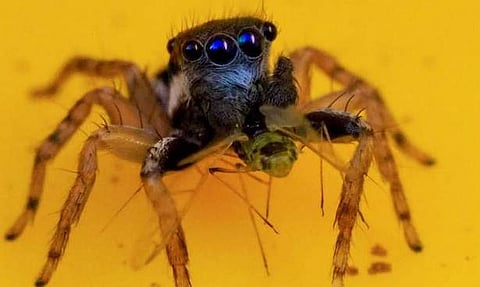 എട്ടു കണ്ണുകള്‍, മുഖത്തിന് നീലനിറം; അപൂര്‍വ്വയിനം 'ജമ്പിങ്' എട്ടുകാലി, ചിത്രങ്ങള്‍