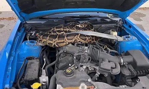 കാറിന്റെ ബോണറ്റ് തുറന്നപ്പോൾ പത്തടി നീളമുള്ള പെരുമ്പാമ്പ്, ഭയപ്പെടുത്തുന്ന വിഡിയോ 