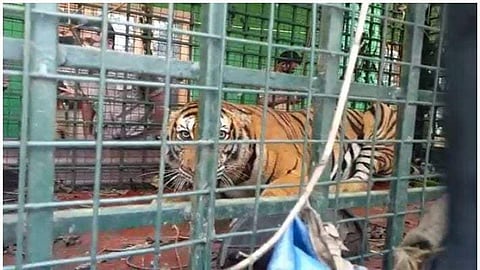 കടുവ ഡാമിൽ ചാടിയിട്ടില്ല, പാർക്കിനുള്ളിൽ കണ്ടെത്തി; പിടിക്കാൻ ശ്രമം