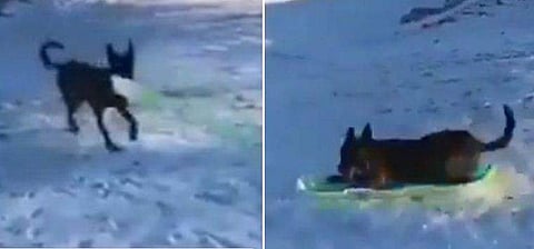 'ഇരുണ്ട ലോകത്തിന് പുഞ്ചിരി സമ്മാനിക്കും'- മഞ്ഞു മലയിലൂടെ സ്‌നോ ബോര്‍ഡില്‍ സഞ്ചരിക്കുന്ന നായ; ഹൃദയം കീഴടക്കും വീഡിയോ