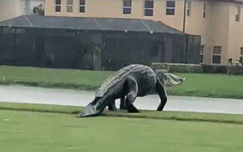 'ദിനോസറിന്റെ വലുപ്പമുള്ള മുതല'; നടുക്കുന്ന വീഡിയോ