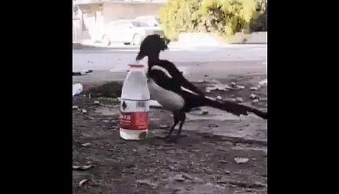 'ഊർജതന്ത്രത്തിൽ ബിരുദാനന്തര ബിരുദമുണ്ട്'- കാക്കയുടെ ബുദ്ധി ഇനി പഴങ്കഥ; കുടത്തിൽ നിന്ന് കുപ്പിയിലേക്ക് (വീഡിയോ) 