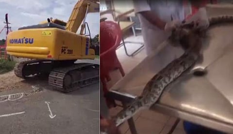 മണ്ണുമാന്തി കയറി റോഡുപണിക്കിടെ മലമ്പാമ്പ്‌ ചത്തു, ഡ്രൈവർ അറസ്റ്റിൽ 