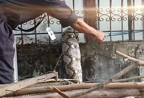 പൂച്ചയെ അകത്താക്കിയപ്പോള്‍ കരുതിക്കാണില്ല ഇങ്ങനെയൊരു ഗതികേട്!; കമ്പി വേലിക്കുള്ളില്‍ കുടുങ്ങി പെരുമ്പാമ്പ്, തല പുറത്ത് (വീഡിയോ)