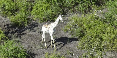 'ഇനി എവിടെ പോയാലും അറിയാം'; ലോകത്തിലെ ഏക വെള്ള ജിറാഫിന് ജിപിഎസ് ട്രാക്കര്‍ ഘടിപ്പിച്ചു