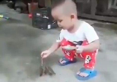 അതിഥികളായി വീട്ടുമുറ്റത്ത് കിളികള്‍ എത്തി; 'തേന്‍' പകര്‍ന്ന് കുഞ്ഞിന്റെ കരുതല്‍ (വീഡിയോ