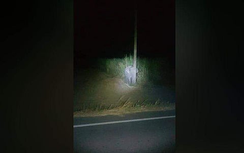 കരിമ്പിന്‍ തോട്ടത്തില്‍ ആളനക്കം, 'പിന്നീട് തിന്നാം'; മരക്കുറ്റിയുടെ മറവില്‍ ഒളിച്ചിരിക്കാന്‍ ശ്രമിക്കുന്ന ആനക്കുട്ടി 