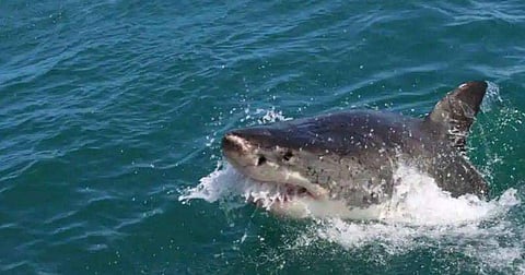 കടലില്‍ കുളിക്കുന്നതിനിടെ സ്രാവിന്റെ കടിയേറ്റ് വിനോദ സഞ്ചാരി മരിച്ചു