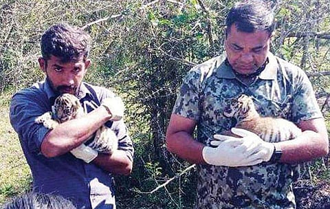അമ്മയുടെ ജഡത്തിന് സമീപത്ത് നിന്നു കരച്ചിൽ; തിരഞ്ഞപ്പോൾ കിട്ടിയത് രണ്ട് കടുവക്കുഞ്ഞുങ്ങളെ; രക്ഷകരായി വനം ഉദ്യോ​ഗസ്ഥർ