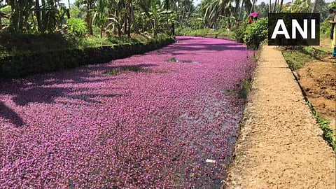 ആവള പാണ്ടിയിലെ 'പിങ്ക്' വിസ്മയം; 'മുള്ളന്‍ പായല്‍' ചിത്രങ്ങള്‍ വൈറല്‍; കാണാനെത്തുന്നത് നിരവധി പേര്‍