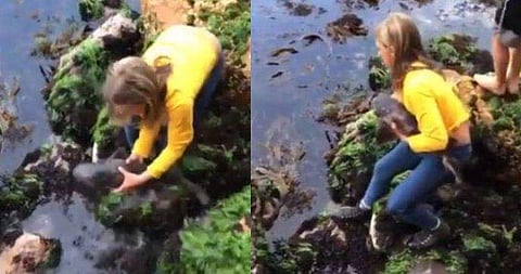 ചതുപ്പില്‍ ജീവനുവേണ്ടി പിടഞ്ഞ് സ്രാവ്, രക്ഷകയായി 11 കാരി ( വീഡിയോ )