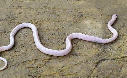 വെള്ള നിറമുള്ള എട്ടടി വീരന്‍; അപൂര്‍വ്വയിനം പാമ്പിനെ കണ്ടെത്തി