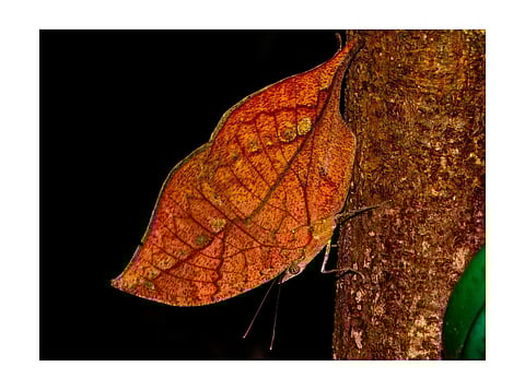 'നിലാവോട് ചേരുന്ന ചിലത്'- സന്ധ്യ ഇ എഴുതിയ കവിത