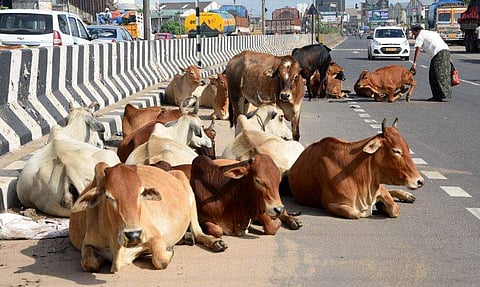 'ഗോക്കള്‍ നമ്മുടെ മാതാവ്, കശാപ്പ് ചെയ്യാന്‍ സമ്മതിക്കില്ല'; ഗോവധ നിരോധന ബില്‍ അവതരിപ്പിക്കുമെന്ന് കര്‍ണാടക മന്ത്രി 