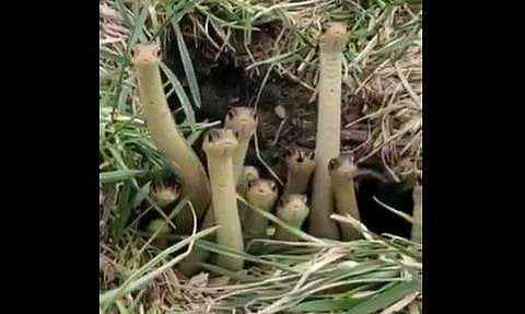 പാടത്തിന്റെ നടുവില്‍ മാളത്തില്‍ നിന്ന് കൂട്ടത്തോടെ എത്തിനോക്കുന്ന പാമ്പുകള്‍; കൗതുകം ( വീഡിയോ)