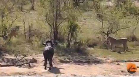 പുഴയില്‍ മുതലയുമായി ഏറ്റുമുട്ടല്‍, കരയില്‍ സിംഹക്കൂട്ടം നേര്‍ക്കുനേര്‍; കാട്ടുപോത്തിന്റെ അതിജീവനം ( വീഡിയോ) 