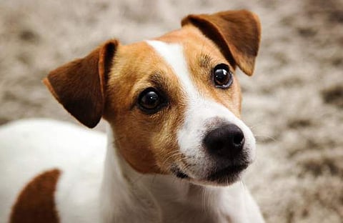 പ്രതീകാത്മക ചിത്രം