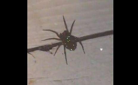പ്രകാശം ചൊരിയുന്ന നിരവധി കണ്ണുകള്‍, 'വൂള്‍ഫ് സ്‌പൈഡര്‍' ( വീഡിയോ)