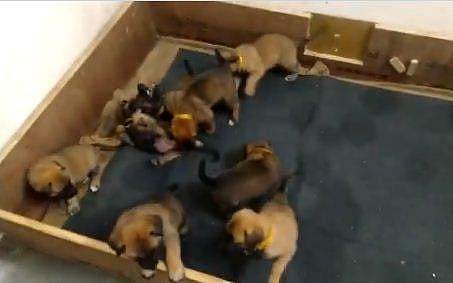 ഭീകര വിരുദ്ധ പ്രവര്‍ത്തനങ്ങളില്‍ സൈനികര്‍ക്ക് 'മുതല്‍ക്കൂട്ട്'; ഐടിബിപിക്ക് കരുത്തുറ്റ 17 'മാലിനോയിസ്' നായ്ക്കുട്ടികള്‍ (വീഡിയോ)