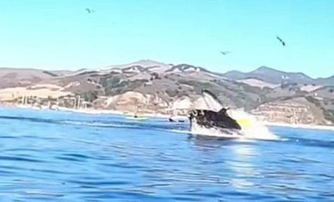 തോണി മറിച്ചിട്ടു; ഉയര്‍ന്നുപൊങ്ങിയ തിമിംഗലത്തിന്റെ 'വായില്‍ രണ്ടുപേര്‍' ( വീഡിയോ)