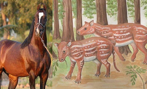 പന്നിയാണോ? അതോ നായയോ? വിചിത്ര മൃഗം; കുതിരയുടെ പിതാമഹന്‍ എന്ന് ഗവേഷകര്‍