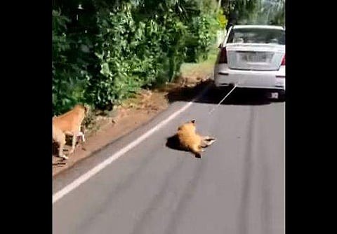 പട്ടിയെ റോഡിലൂടെ കെട്ടിവലിക്കുന്നു / ഫെയ്‌സ്ബുക്ക് ചിത്രം