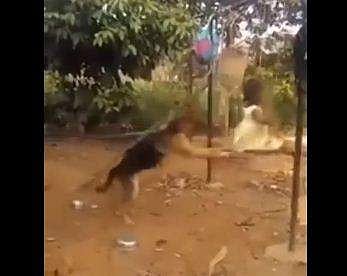 കുഞ്ഞിനെ ഊഞ്ഞാലാട്ടുന്ന നായ/ ഫെയ്‌സ്ബുക്ക് വീഡിയോയില്‍ നിന്ന് പകര്‍ത്തിയ ചിത്രം