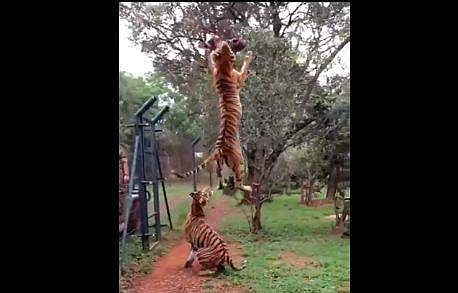 20 അടിക്ക് മുകളില്‍ ഉയര്‍ന്ന് ചാടി കടുവ