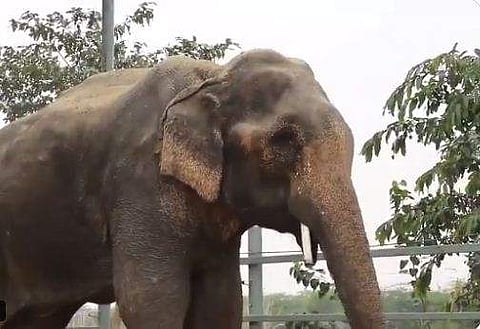 ആയിരം കിലോമീറ്റര്‍ നടന്ന് തളര്‍ന്ന ആനയ്ക്ക് മോചനം/ട്വിറ്റര്‍ ചിത്രം