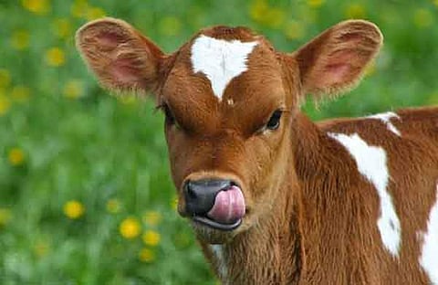 പ്രതീകാത്മക ചിത്രം/ഫയല്‍