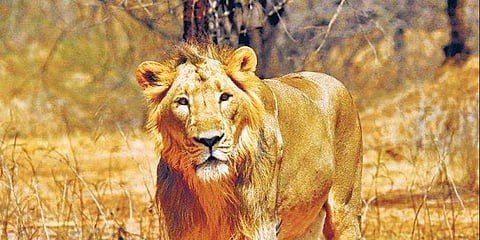 ഗുജറാത്തിലെ ഗിര്‍വനത്തില്‍ നിന്നുള്ള സിംഹത്തിന്റെ ചിത്രം/ ഫയല്‍