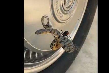 ചിലന്തി വലയില്‍ തൂങ്ങി കിടക്കുന്ന പാമ്പ്, ട്വിറ്റര്‍ ചിത്രം