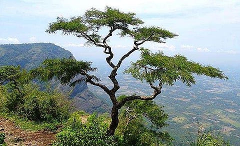 നെല്ലിയാംപതി/ ചിത്രം കേരള ടൂറിസം വകുപ്പിന്റെ സൈറ്റിൽ നിന്ന്