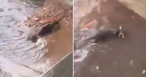 കുഞ്ഞുങ്ങളെ രക്ഷിക്കുന്ന അമ്മ എലി/ വീഡിയോ ചിത്രം