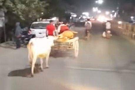 പശുക്കിടാവിനെ വാഹനമിടിച്ചിട്ടു; പരിക്കേറ്റ കിടാവിനൊപ്പം ആശുപത്രി വരെ നിഴല്‍ പോലെ പിന്തുടര്‍ന്ന് അമ്മ പശു (വീഡിയോ)