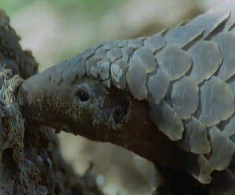 ഈനാംപേച്ചി/ ട്വിറ്റര്‍ ചിത്രം